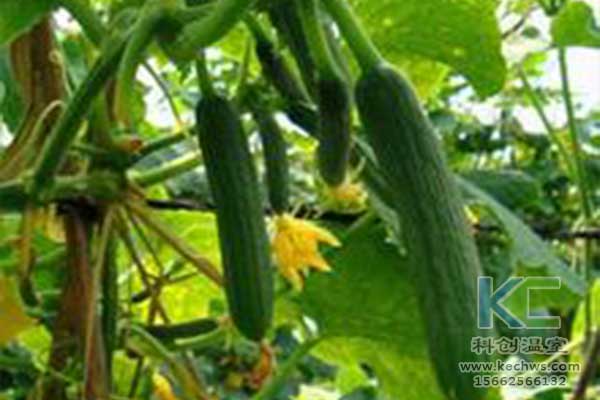 無土栽培,無土栽培技術(shù),無土栽培設(shè)備