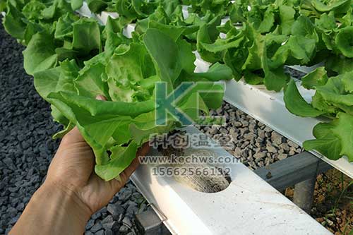 無土栽培，無土栽培技術(shù)，無土栽培設(shè)備