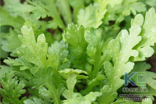 無土栽培，無土栽培技術