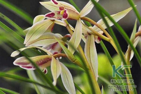 無土栽培，無土栽培技術，無土栽培設備