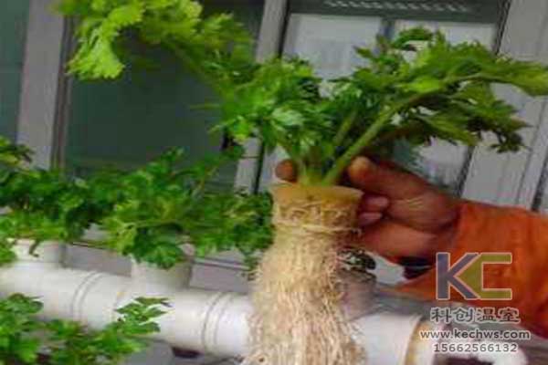 無土栽培，無土栽培技術，無土栽培設備