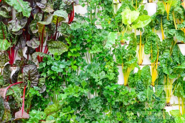 無土栽培，無土栽培技術，無土栽培設備