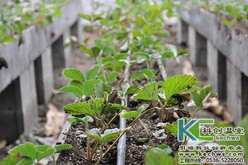 無土栽培，無土栽培技術，無土栽培設備