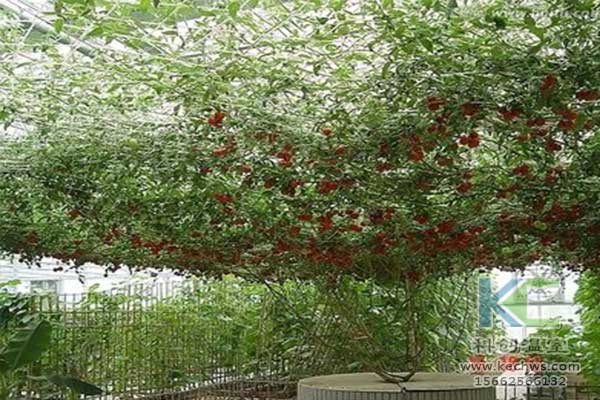 無(wú)土栽培，無(wú)土栽培技術(shù)，無(wú)土栽培設(shè)備