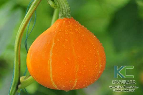 無土栽培，無土栽培技術，無土栽培設備