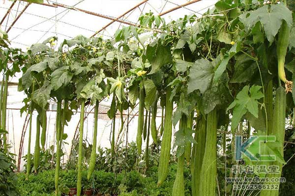 無土栽培，無土栽培技術，無土栽培設備