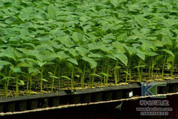 無土栽培，無土栽培技術(shù)，無土栽培設(shè)備