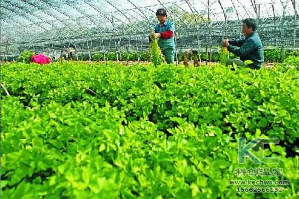 無(wú)土栽培，無(wú)土栽培技術(shù)，無(wú)土栽培設(shè)備