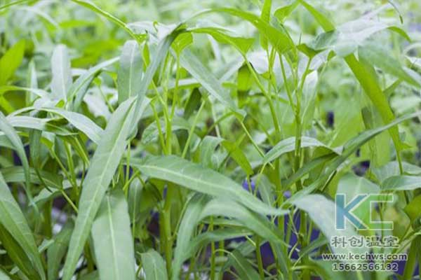 無土栽培，無土栽培技術，無土栽培設備