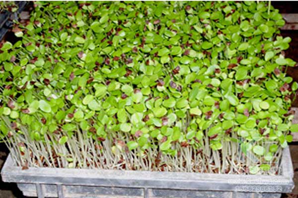 無土栽培，無土栽培技術(shù)，無土栽培設(shè)備