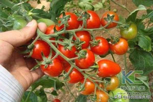 無土栽培,無土栽培技術,無土栽培設備