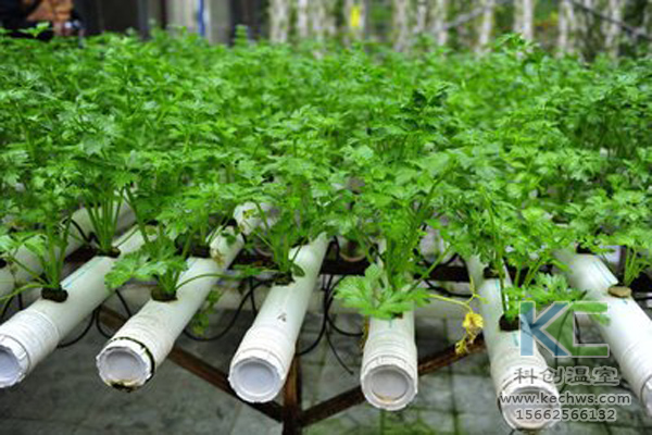 無土栽培，無土栽培技術，無土栽培設備