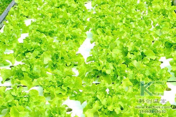 無土栽培，無土栽培技術(shù)，無土栽培設(shè)備，蔬菜栽培