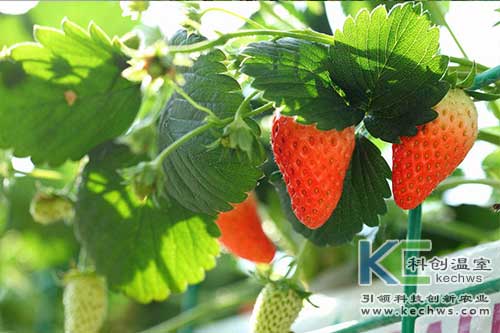 無土栽培,無土栽培技術,無土栽培設備