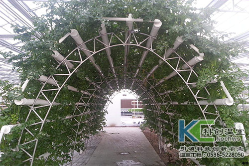 無土栽培，無土栽培技術，無土栽培設備