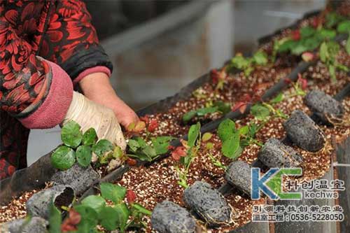 無土栽培，無土栽培技術，無土栽培設備