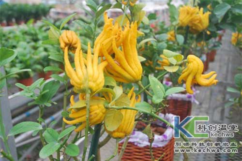 無土栽培，無土栽培技術，無土栽培設備