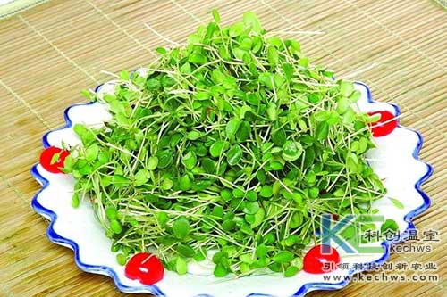 無土栽培,基質(zhì)栽培,無土栽培技術(shù)