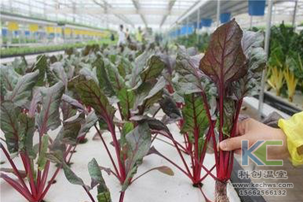 無土栽培，無土栽培技術，無土栽培設備