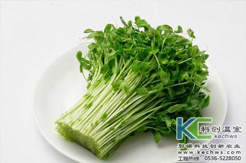 無土栽培，無土栽培技術(shù)，無土栽培設(shè)備