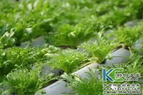 無(wú)土栽培，無(wú)土栽培技術(shù)，無(wú)土栽培設(shè)備