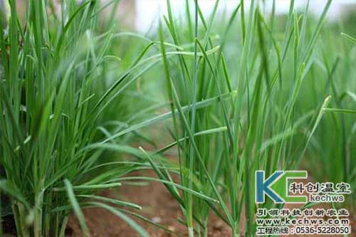 無土栽培，無土栽培技術(shù)，無土栽培設(shè)備