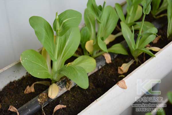 無土栽培，無土栽培技術，無土栽培設備