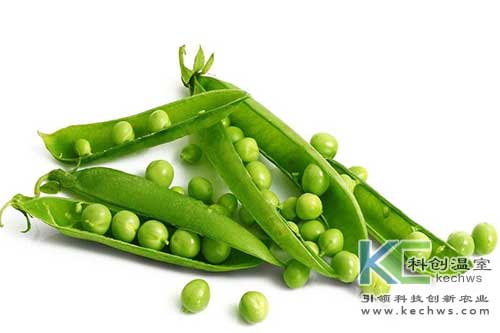 無土栽培，無土栽培技術，無土栽培設備