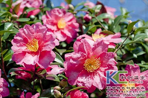 無(wú)土栽培，無(wú)土栽培技術(shù)，無(wú)土栽培設(shè)備