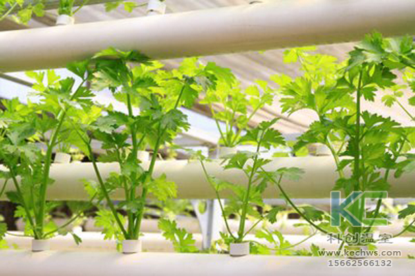 無土栽培，無土栽培技術，無土栽培設備