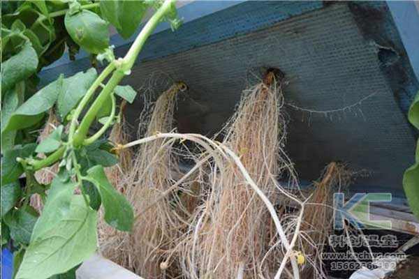 無土栽培，無土栽培技術，無土栽培設備