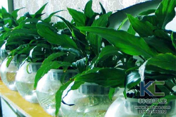 無土栽培，無土栽培技術，無土栽培設備