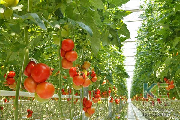 無土栽培，無土栽培技術，無土栽培設備