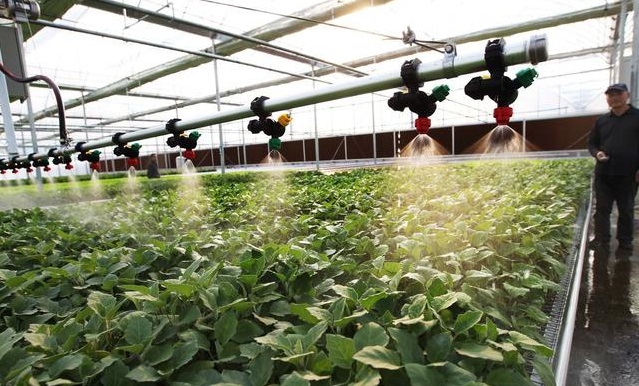 無土栽培，無土栽培技術，無土栽培設備