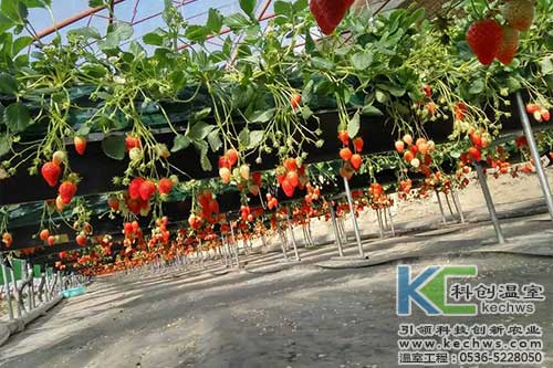 高架草莓,無土栽培,草莓無土栽培
