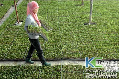 無土栽培，無土栽培技術，無土栽培設備