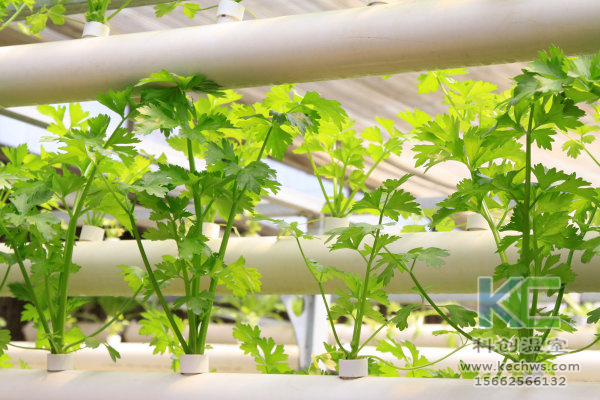 無土栽培,設備,無土栽培設備,設施