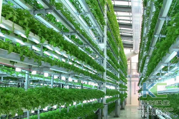 無土栽培，無土栽培技術，溫室大棚，無土栽培蔬菜