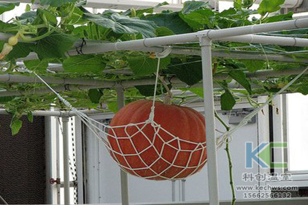 無土栽培技術，魚菜共生系統，無土栽培，溫室大棚