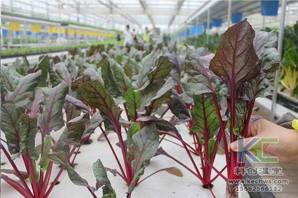 無土栽培，無土栽培技術(shù)，無土栽培設(shè)備