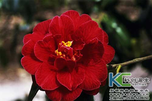 無(wú)土栽培，無(wú)土栽培技術(shù)，無(wú)土栽培設(shè)備