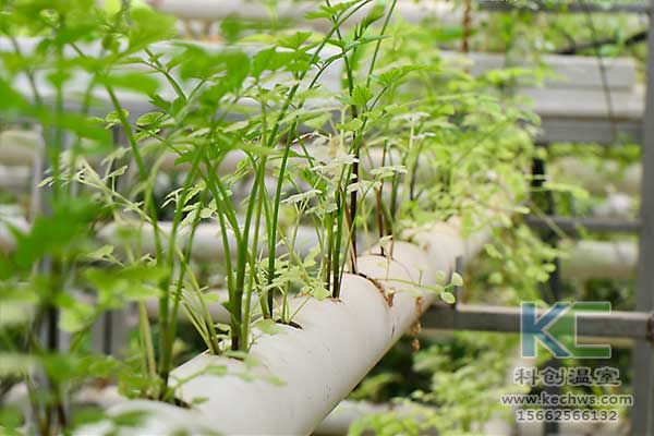 無土栽培，無土栽培技術，無土栽培設備
