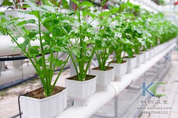 無土栽培，無土栽培技術，無土栽培設備