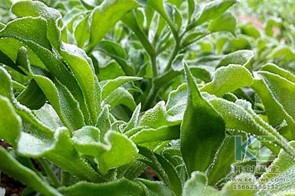 無土栽培，無土栽培技術(shù)，無土栽培設(shè)備