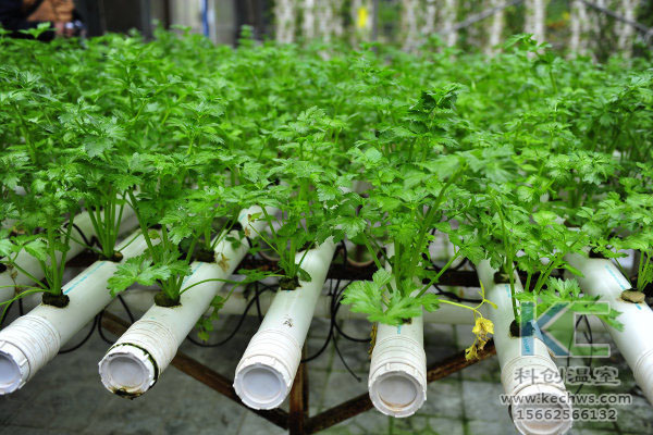 無(wú)土栽培，無(wú)土栽培技術(shù)，無(wú)土栽培設(shè)備