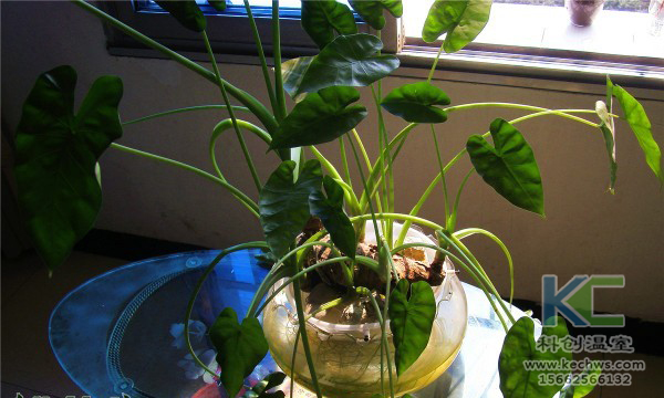 無土栽培，無土栽培技術，無土栽培設備