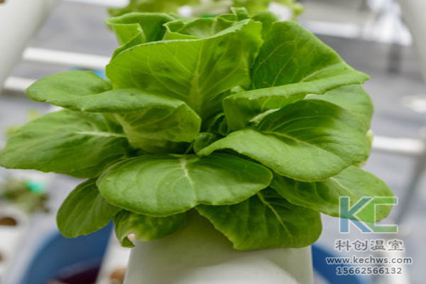 無土栽培，無土栽培技術，無土栽培設備