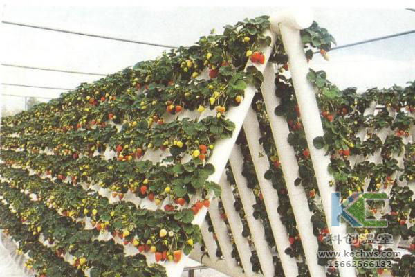 無土栽培,無土栽培技術,無土栽培設備