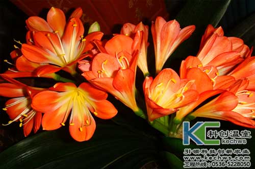 無土栽培，無土栽培技術(shù)，無土栽培設(shè)備