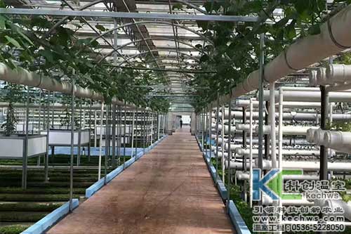 無土栽培,無土栽培技術(shù)